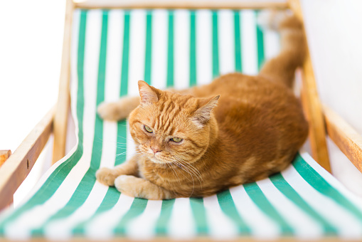 Cat relaxes on folding green-white striped beach lounge chair, in outdoor spaces