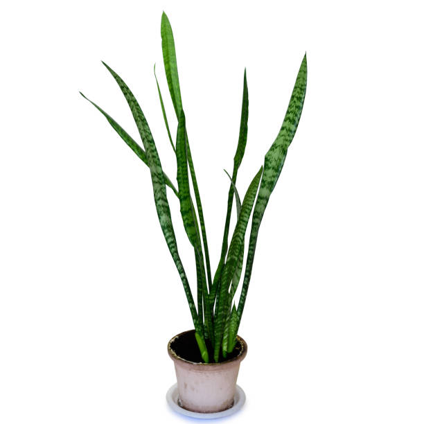 istock Indoor plant sansevieria in a ceramic pot. 1224892061