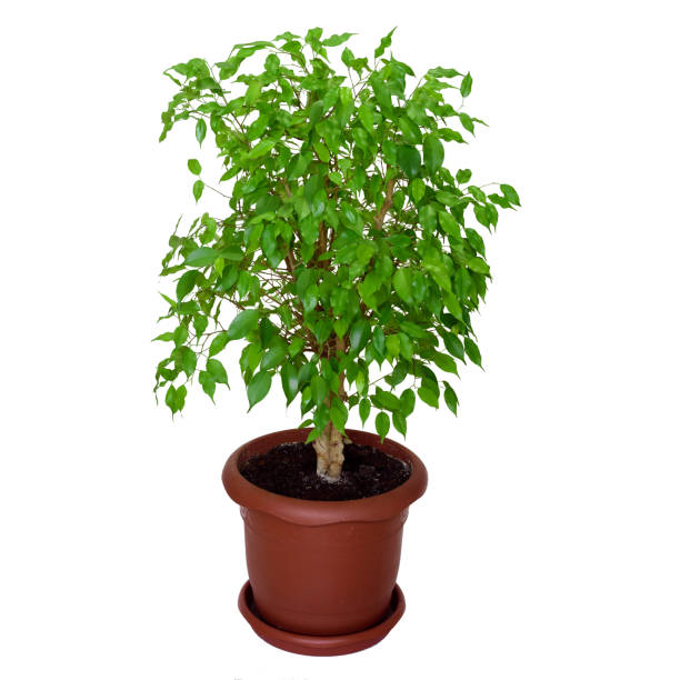 istock Indoor plant ficus in a brown pot. 1224893100