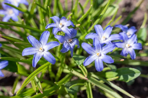 Blue flowers of chionodoxa sardensis in the garden, selective focus.