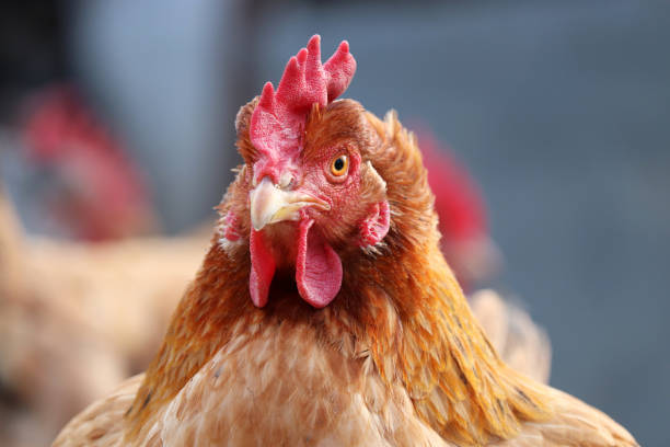 Chicken on the farm, poultry concept Angry brown hen looking at camera winter chicken coop stock pictures, royalty-free photos & images