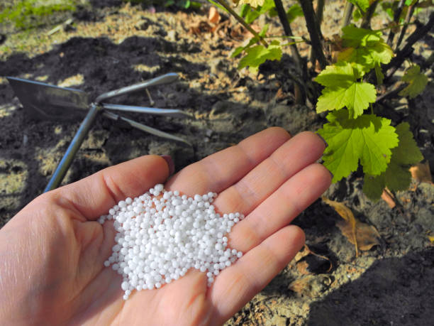 istock Hand holding composite mineral fertilizers for garden 1224894811