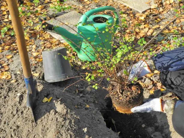 Planting cotoneaster bush in garden on sunny autumn day. Hands in garden gloves hold plant with roots above dug hole. Watering can, shovel and empty flowerpot in the background.