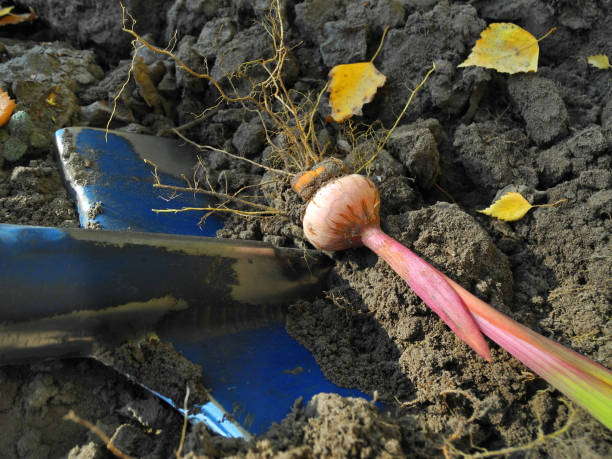 istock Autumn digging of gladiolus bulbs for storage 1224894827