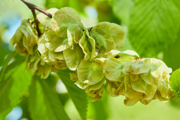 Ulmus minor or Elm tree in the suny day in spring. Elm is a deciduous and semi-deciduous tree comprising the flowering plant.