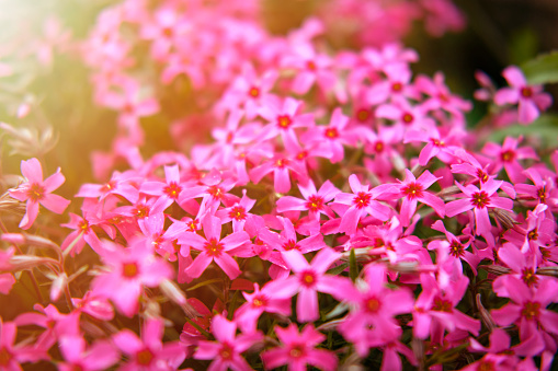 Sunlit pink flox subulata spring flowers on an Alpine stones.
