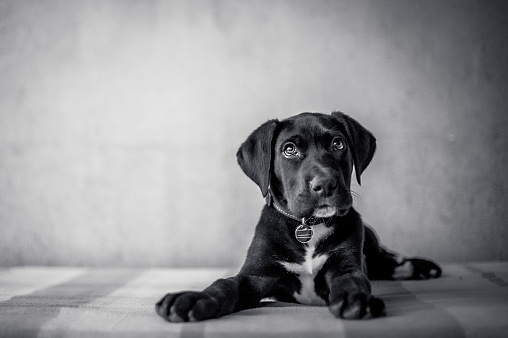 Black and White Portrait of a Cute Great Dane Puppy lying on bed.