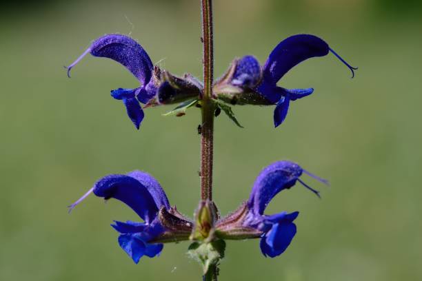 istock Purple and blue wild flowers on their stem 1224898178
