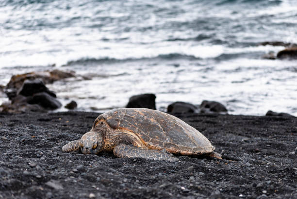istock Sea turtle at the beach 1224898408