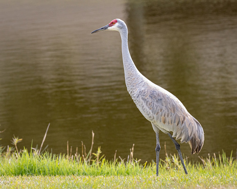 Sandhill Crane walking through the grass in Florida