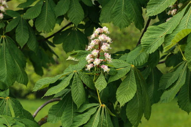 istock First green Chestnut leaves branches. Blossoming spring leaf of chestnut 1224899250