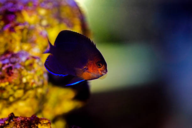 pygmy yellowtail angelfish - (centropyge flavicauda) - imperial angelfish imagens e fotografias de stock