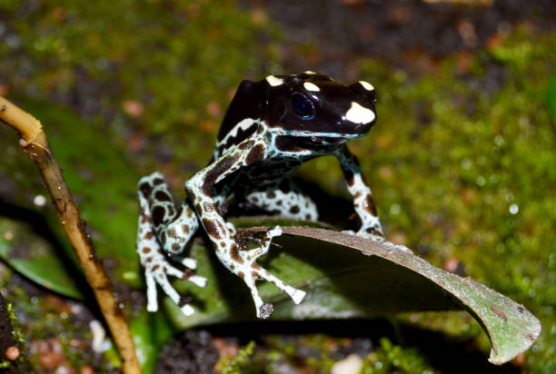 Black and yellow poisoning arrow frog - Dendrobates tinctorius Black and yellow arrow frog - Dendrobates tinctorius dendrobatidae stock pictures, royalty-free photos & images