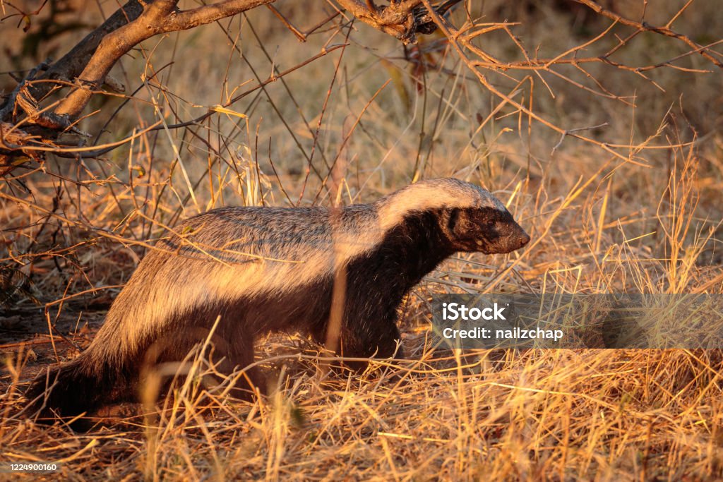 Honey Badger in the morning sunlight Chobe River, Botswana, Africa Honey Stock Photo
