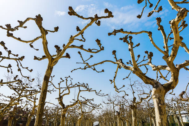 istock plane grove on the Mathildenhoehe in Darmstadt, Germany 1224900579