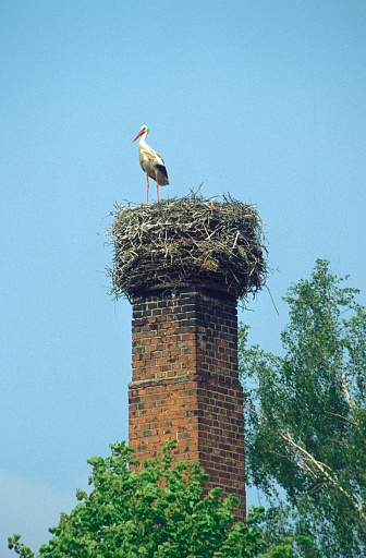 Romania, 2000. Stork standing on its nest, which was built on a chimney.