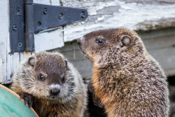 istock Young groundhog pair near shed in springtime 1224901311