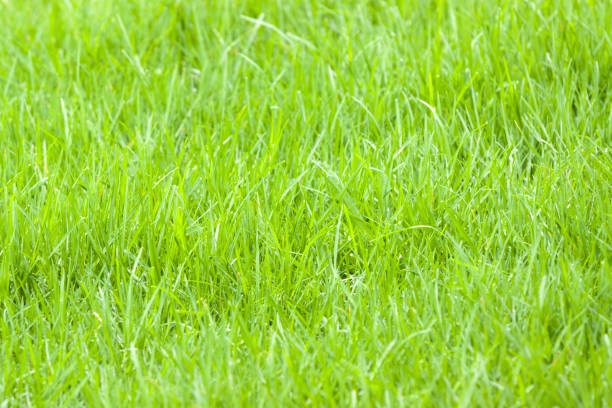 istock Grass field, beautiful nature background with copy space 1224901312