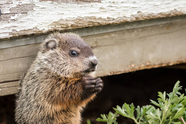 istock Young groundhog near shed in springtime 1224901315