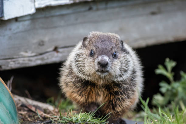 istock Young groundhog near shed in springtime 1224901322