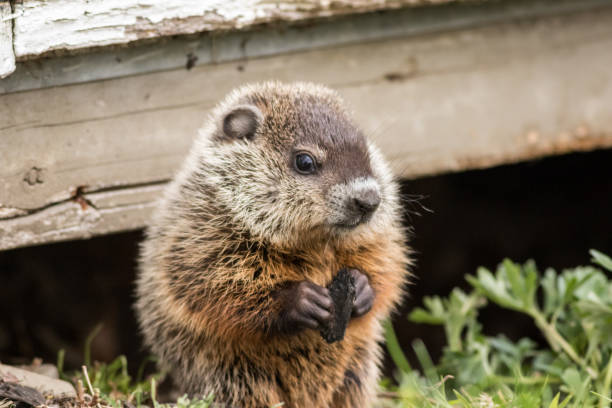 istock Young groundhog near shed in springtime 1224901323