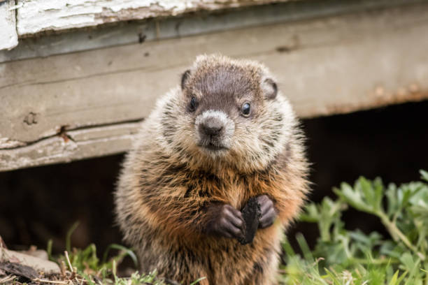 Young groundhog near shed in springtime stock photo