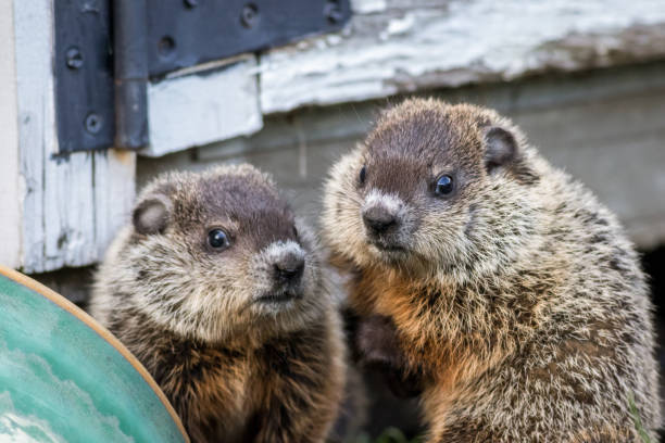 par joven de marmotas cerca del cobertizo en primavera - ground chuck fotografías e imágenes de stock