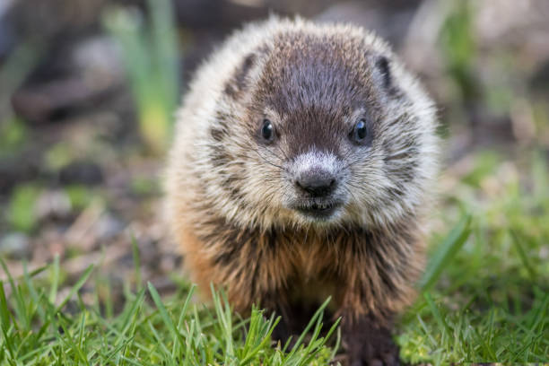 joven marmota en hierba frente al frente en primavera - ground chuck fotografías e imágenes de stock