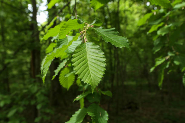 istock Young green leaves in the forest in spring 1224901461