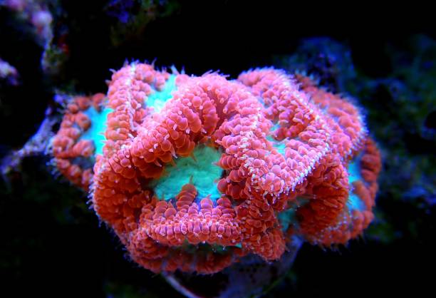 istock Blastomussa wellsi - Big Polyp Blastomussa LPS Coral 1224901628