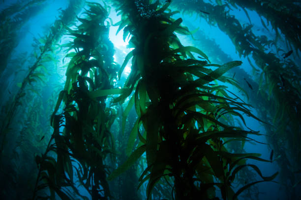 istock Silhouette of Giant Kelp Forest 1224906922