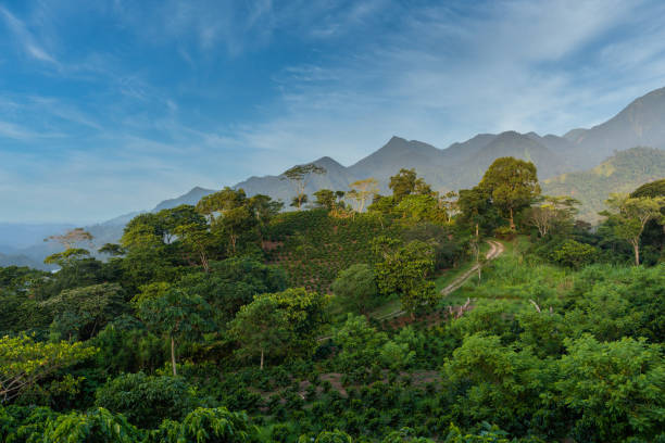 sonnenaufgang in kaffeebohnenplantagenbäumen - honduras stock-fotos und bilder