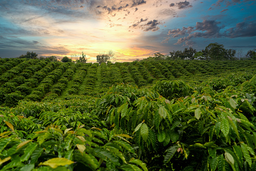 Sunrise in a plantation of coffee beans