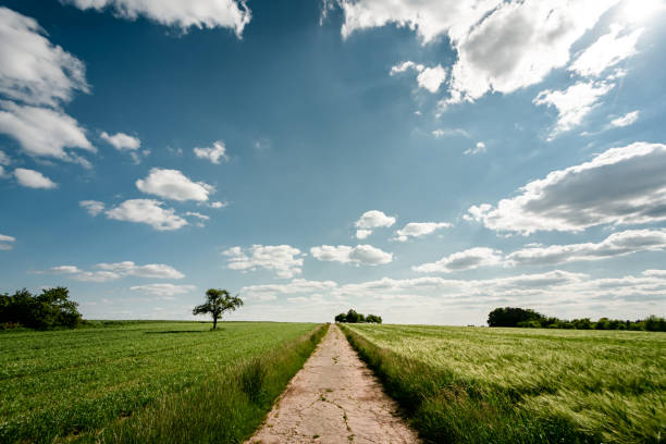 A cemented field road on a sunny day. Clouds are in the sky. To the left and to the right are agricultural fields.