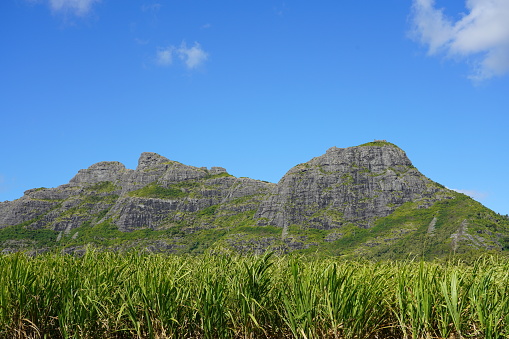 Sugar cane plantation in the mountains and blue sky