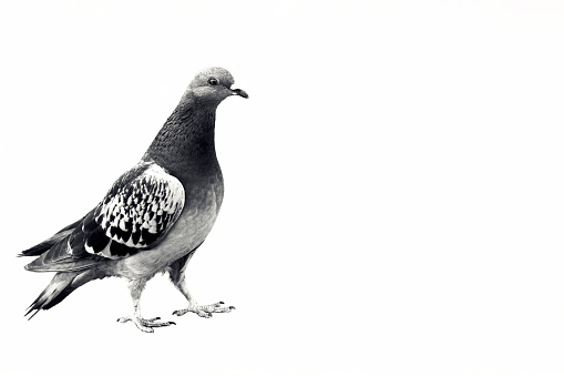 Black and white Pigeon, background with copy space, horizontal composition
