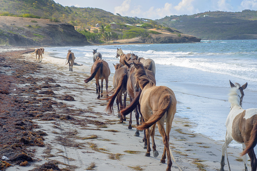 Horse herd on pasture above the sea