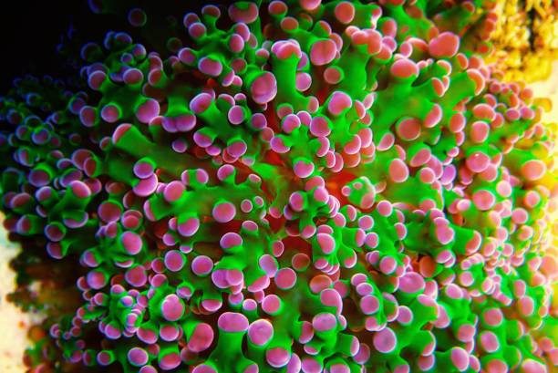 istock Euphyllia Chevron aka Frogspawn LPS Coral 1224918928