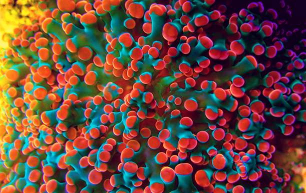 Euphyllia Chevron aka Frogspawn LPS Coral stock photo