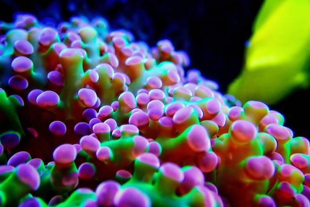 istock Euphyllia Chevron aka Frogspawn LPS Coral 1224918934