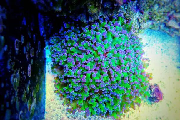 Euphyllia Divisa aka Frogspawn LPS Coral