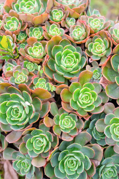 istock Fresh and luxuriant succulents 1224919050