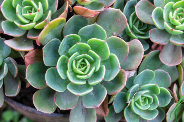 istock Fresh and luxuriant succulents 1224919066