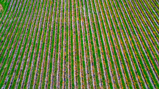 Grape vines turning yellow in a vineyard at the foothills of Mt.Ida in Central Victoria