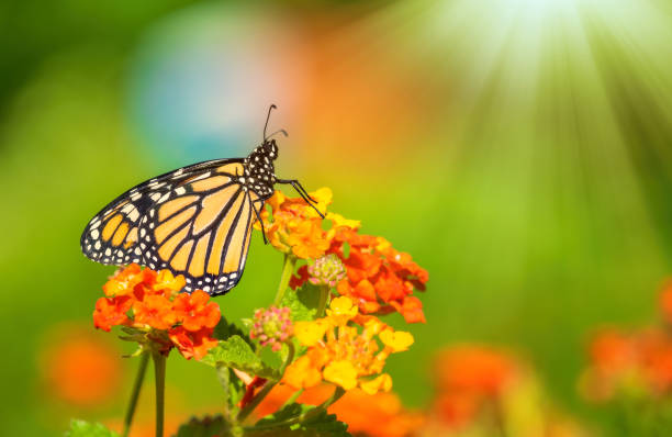 istock Monarch butterfly (Danaus plexippus) on lantana flowers 1224920831
