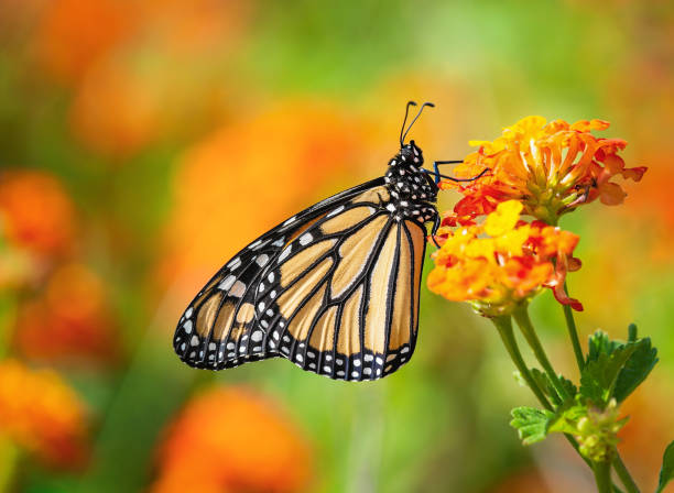 istock Monarch butterfly (Danaus plexippus) on lantana flowers 1224920860