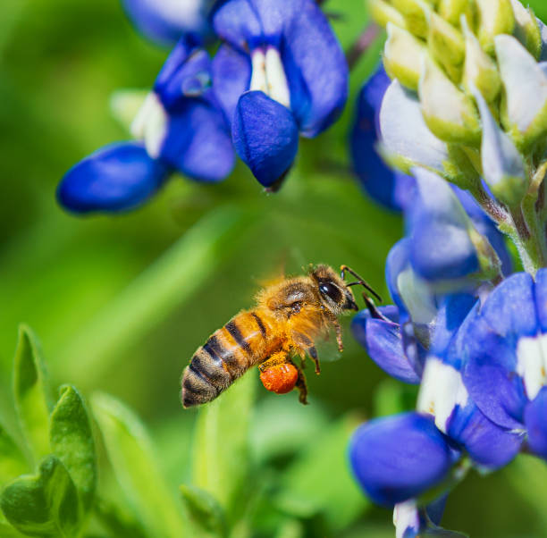 istock Bee pollinating Texas bluebonnet flower 1224920868