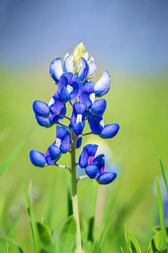 Texas Bluebonnet (Lupinus texensis) flower blooming in spring. Closeup.