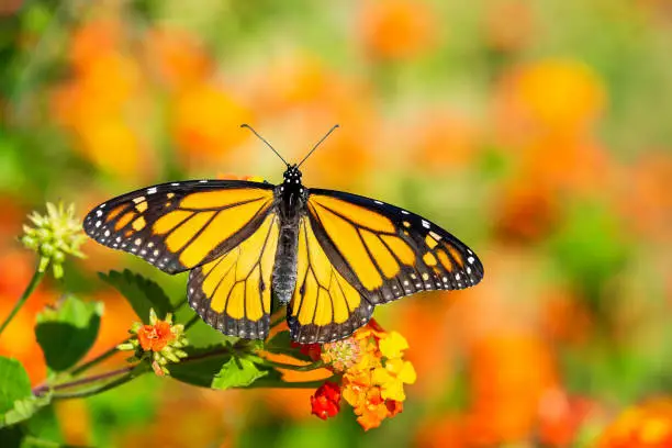 Monarch butterfly (Danaus plexippus) on lantana flowers during the spring migration in Texas.