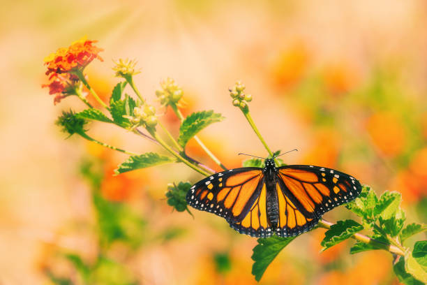 Monarch butterfly (Danaus plexippus) on lantana flowers